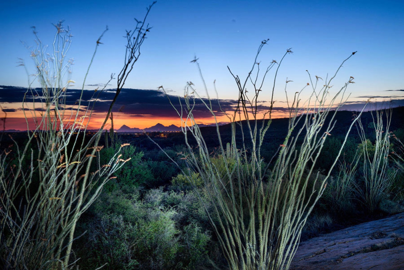 Ocotillo foreground, sunset, city lights in the background